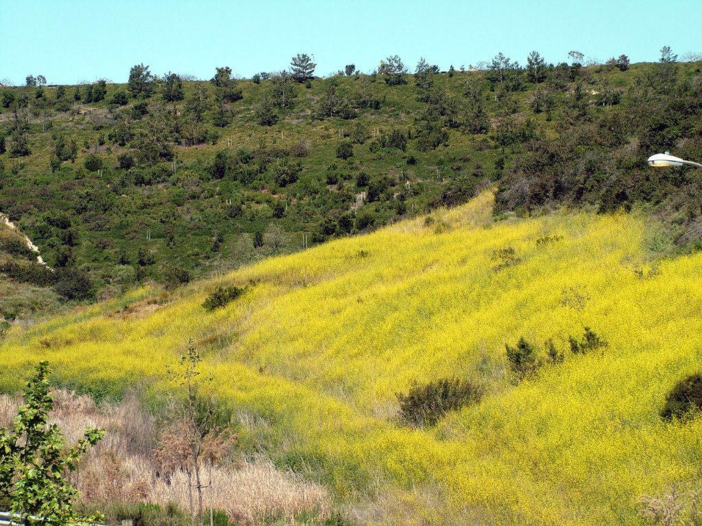 Wild Mustard Field by zephrus