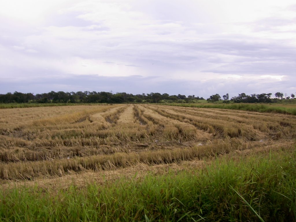 Arrozal depois da colheita | Paineiras | Arcos/MG by Aender  M. Ferreira