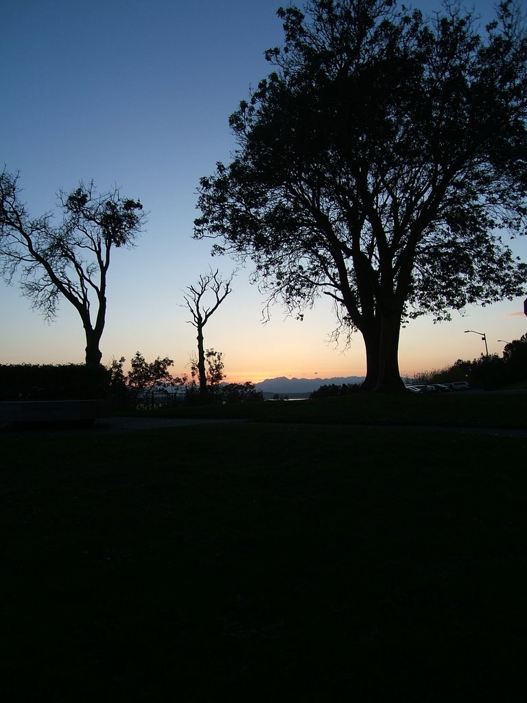 Sunset through trees, Magnolia by Joe Lambert