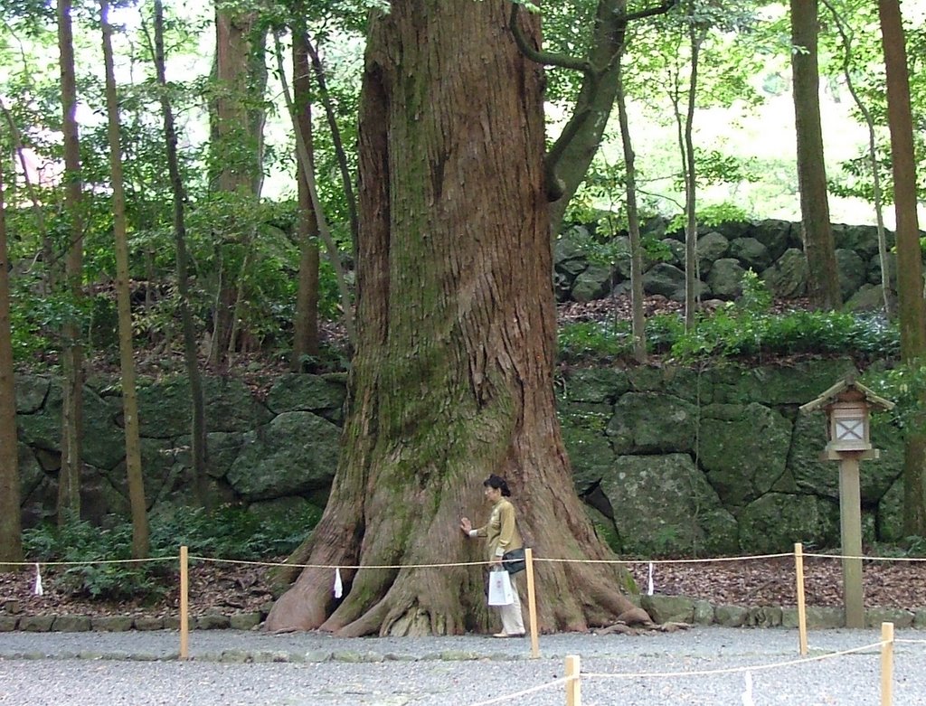 Ise Shrine - mighty tree by Archibaldo