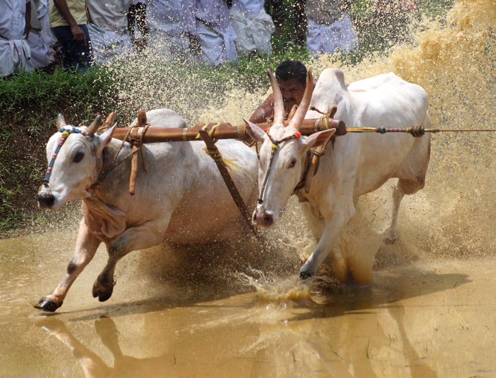 Oxen Race in Kozhikode, India by mohandast