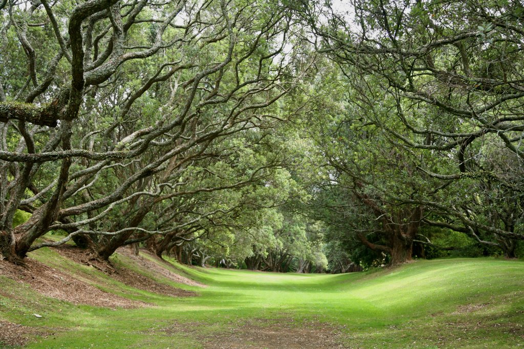 Auckland Domain by Liga Erkmane