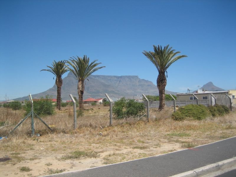 Palm Springs in Brooklyn, Cape Town. The site with palm trees already in position by seanwalsh