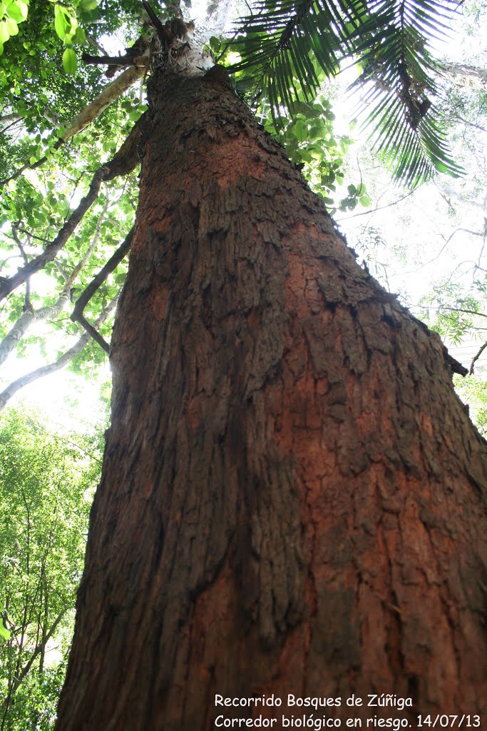 Bosques Zúñiga, corredor biológico Medellín by Edwin Bermúdez Barbarán