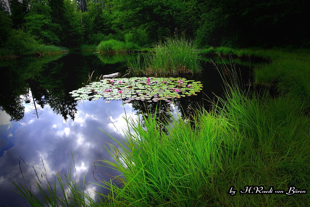 Gerzensee, Kernwald, Kerns by Ruedi (⊙o⊙)