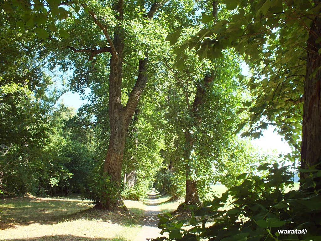 Ferthofen - Stadt Memmingen > Tulpenbaum-Allee & Denkmal für M. Antonius Antius Lupus (i) by warata