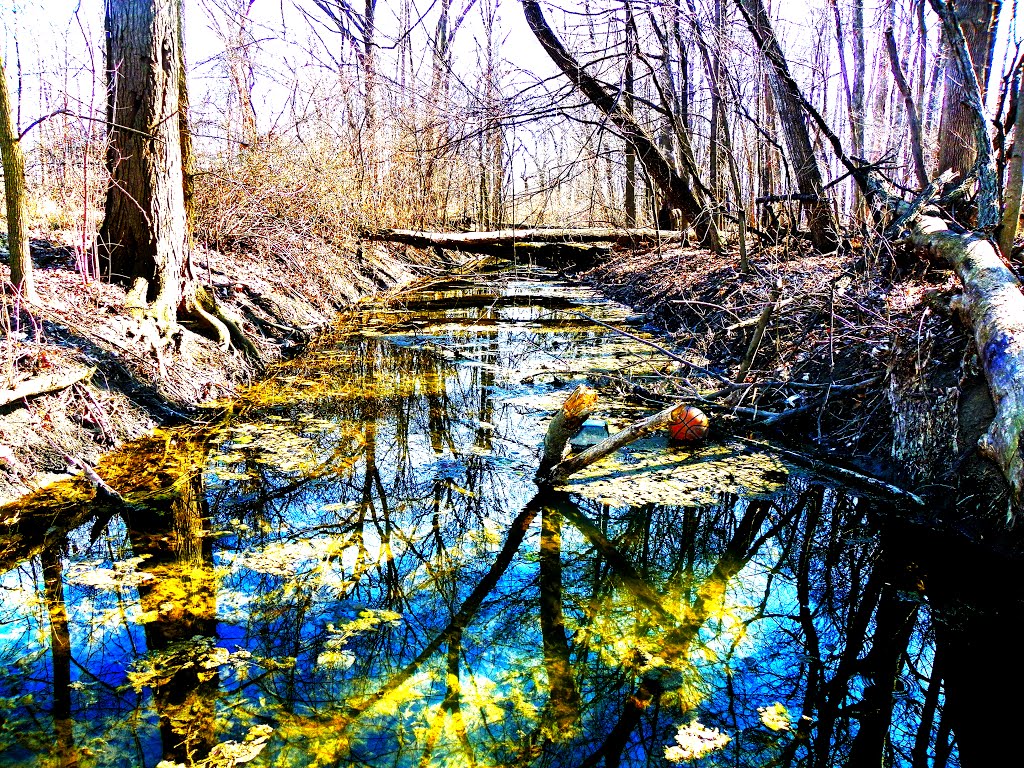 Backwoods Stream by StreetWiseMI