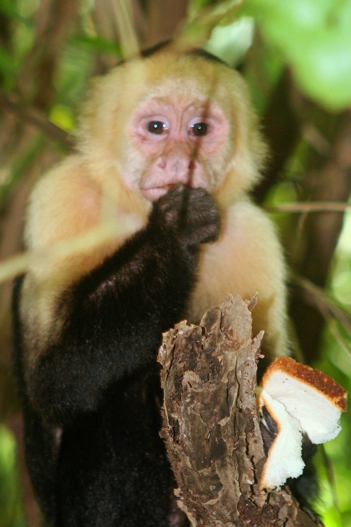 Puntarenas, Quepos, Costa Rica by Ulf Sauerland