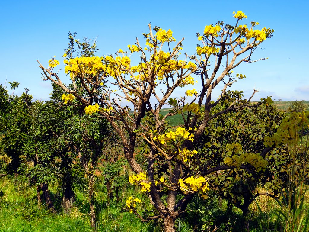 Ipê do cerrado no interior de Prata, MG. by Ricardo Mercadante