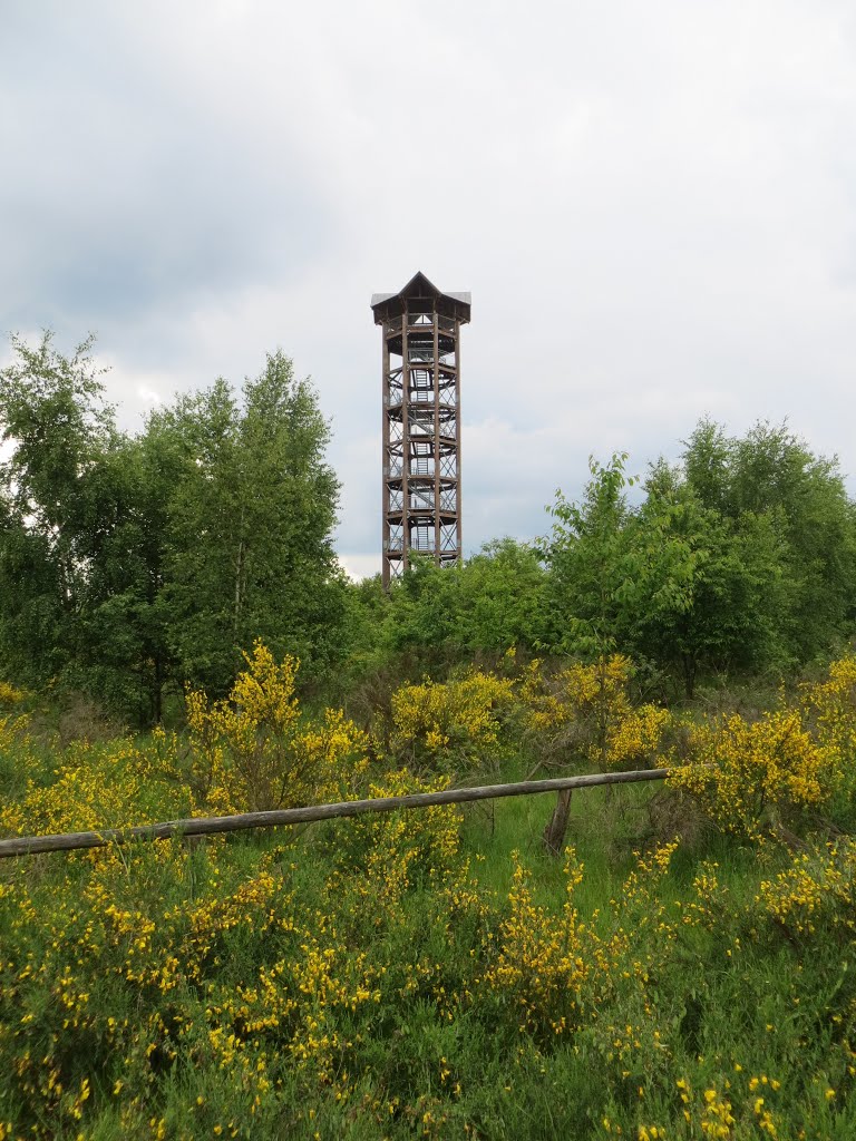 Ginster am Haselbergturm in der Königsbrücker Heide by Friedemann Dittrich