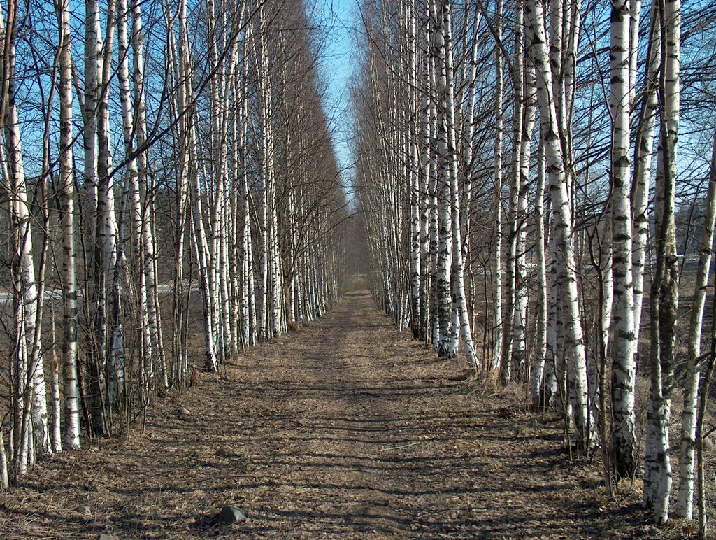 Birch Alley in the spring by Annelis