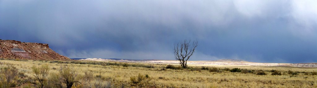 Lone tree to the East by MAL10587