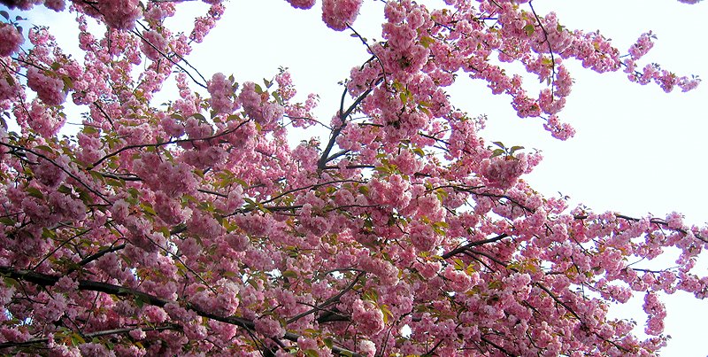 Brooklyn botanic garden by cornholio666