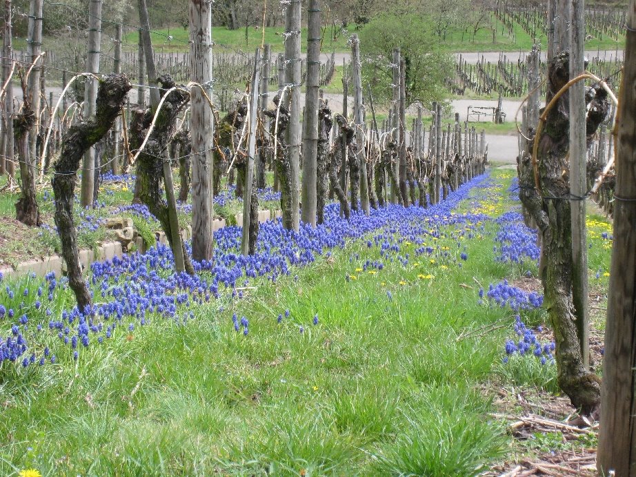 Uhlbach, Stuttgart, Germany by blauhelms