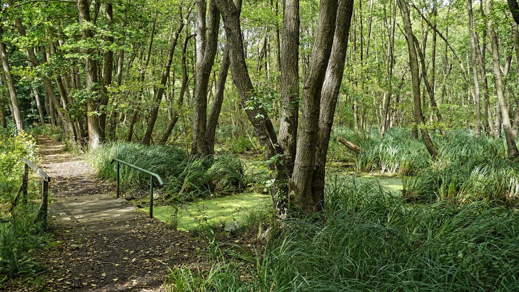 Brücke im Moor by kschubert