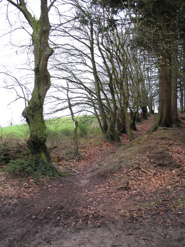 Knotted Trees, Flög, Hauset by florath