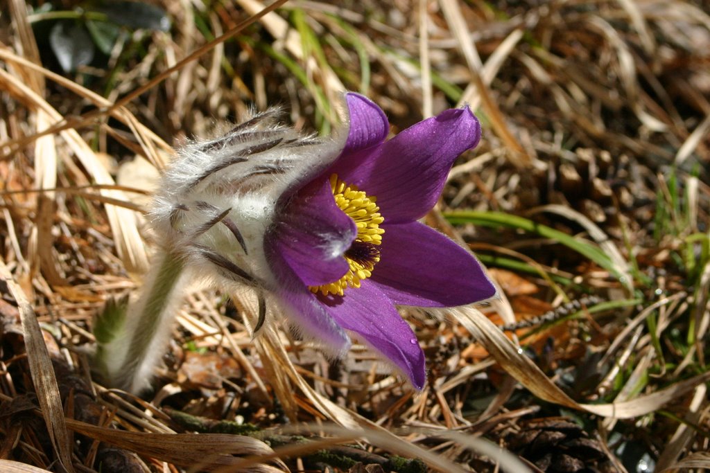 Svit - Baba; poniklec slovenský (Pulsatilla slavica) by Jan Madaras