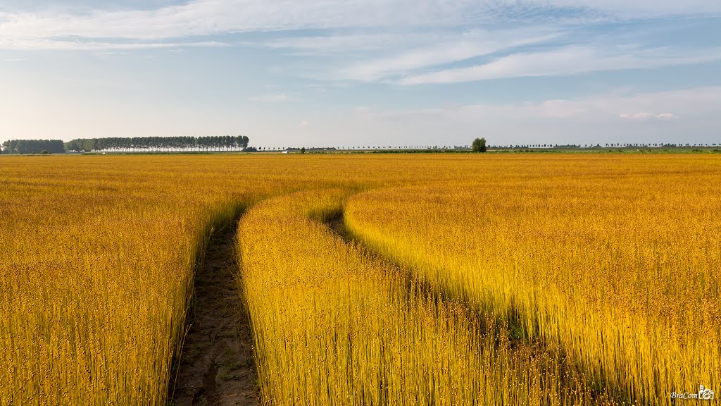 Flax field at evening light by © BraCom (Bram)