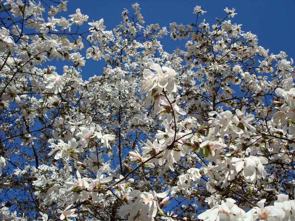 Magnolian Blossom by Pavlo Dyban