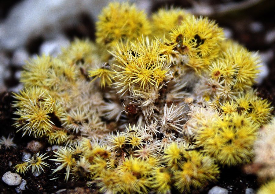 Mini cactus II,,,, by jose vazquezjosedeme…