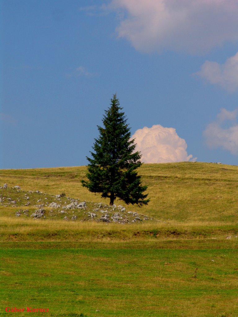 Magányos...(Gyimes-Hidegség-Székelyföld)(Lonely...) by Gábor Kurucz