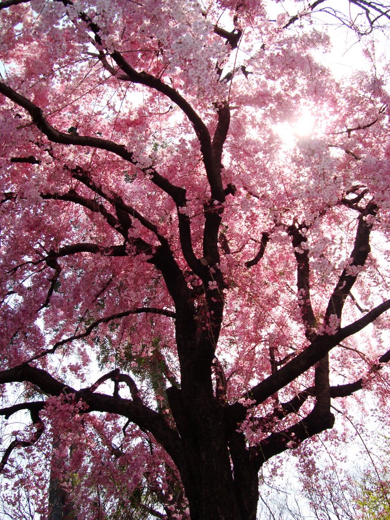 The cherry blossoms, in the park in front of the Diet building by MAKIKO OMOKAWA