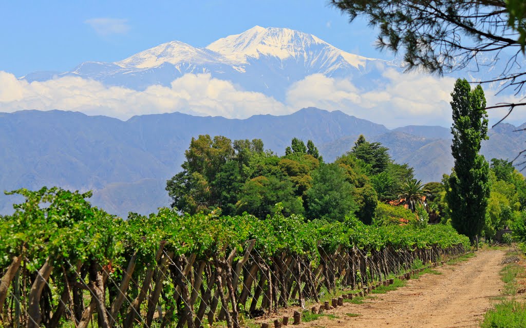 Viñedos en Vistalba, Mendoza (DF) by Daniel Toti Fernandez