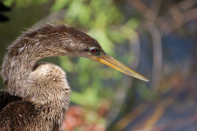 Female Anhinga by samiforzano