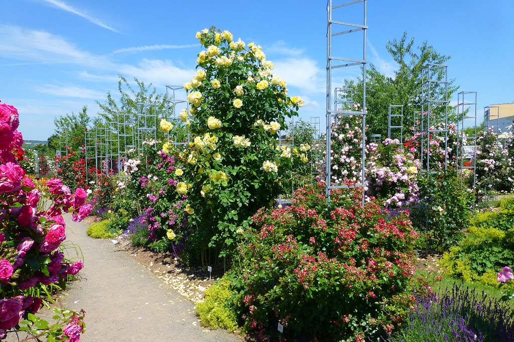 Sangerhausen - Europa-Rosarium - Die größte Rosensammlung der Welt by Wolfgang Spillner