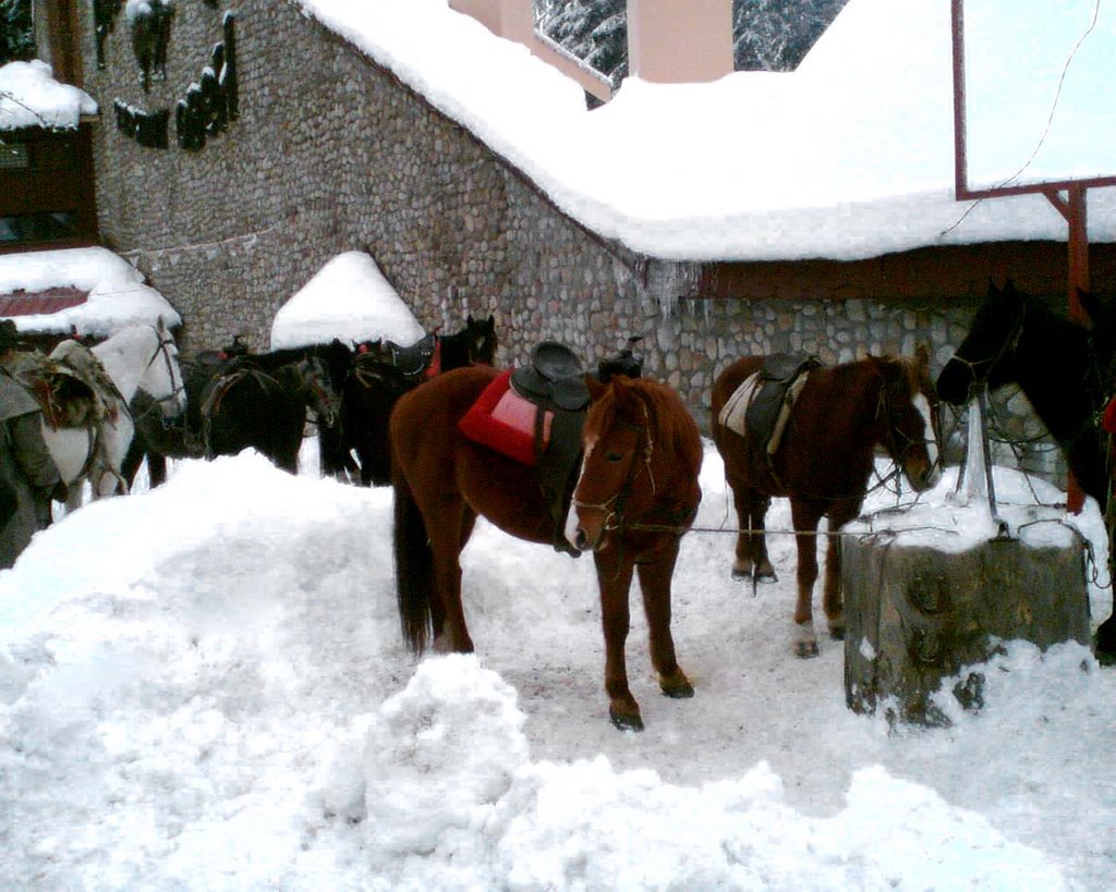 Borovets - Horses :) by kamenmish