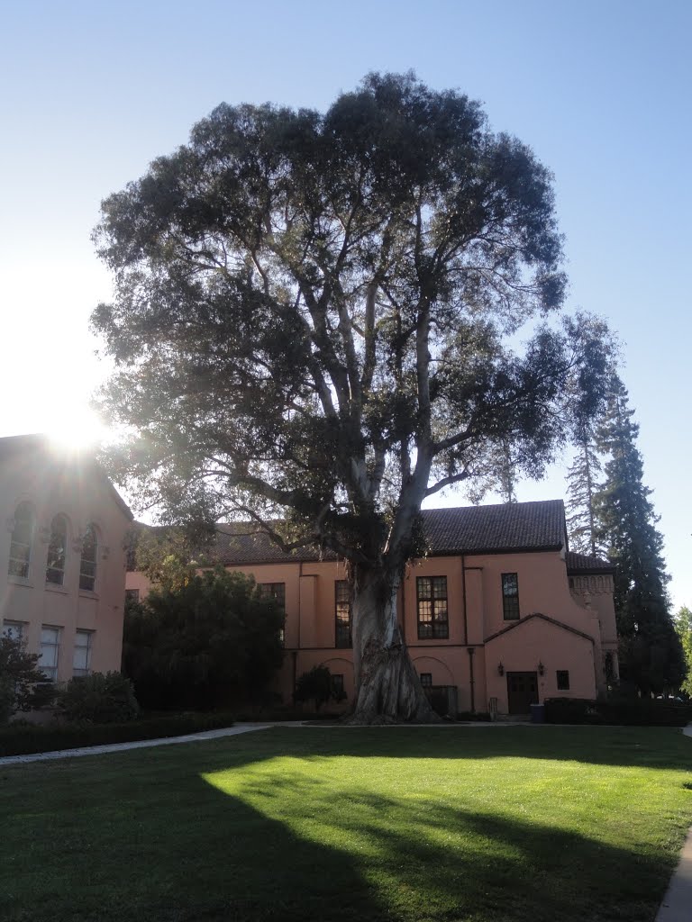 A big sequoia by achyutanandaj