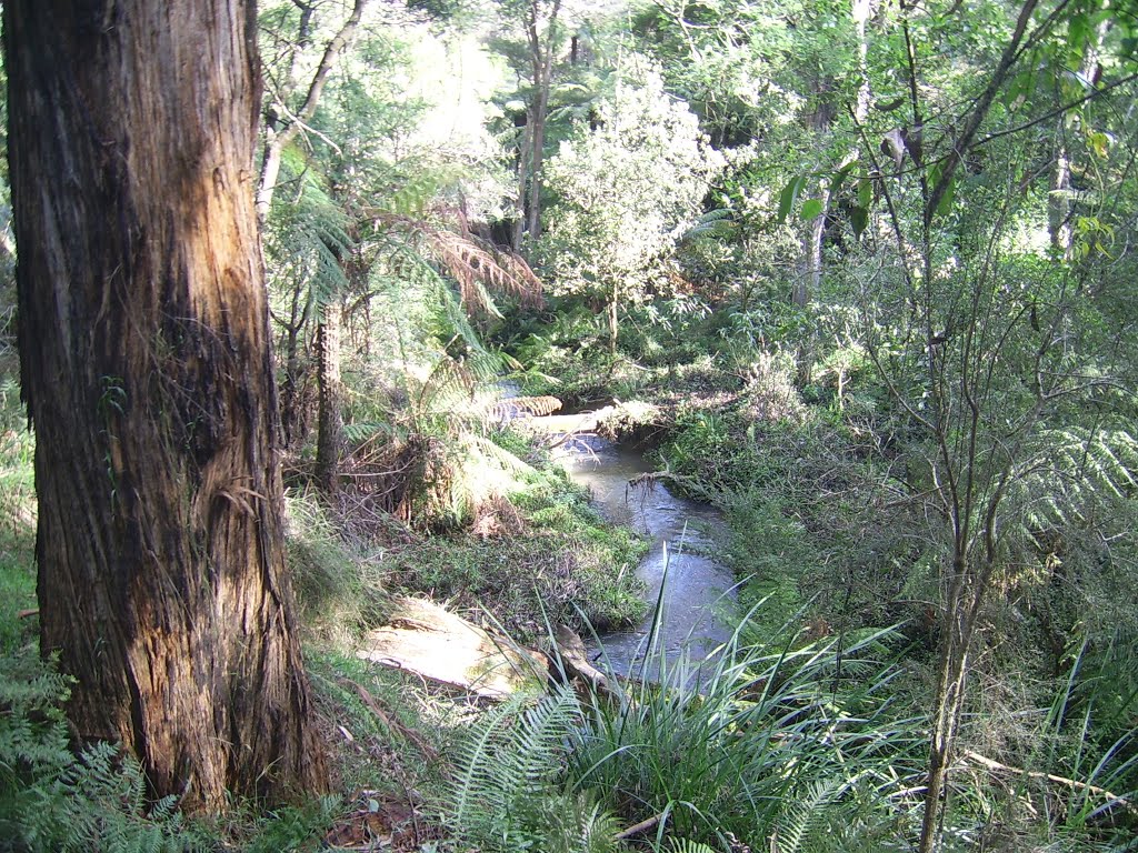 Sassafras Creek by VICPhotoSurvey