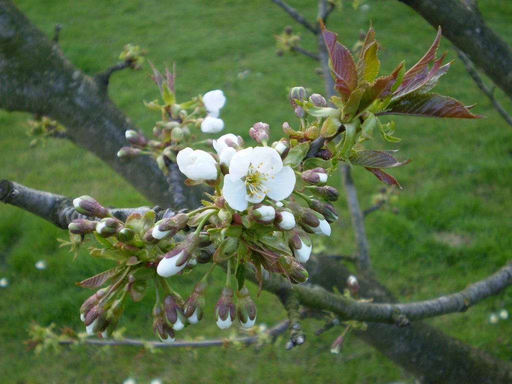 Kirschblüten by Jürgen Schnabel