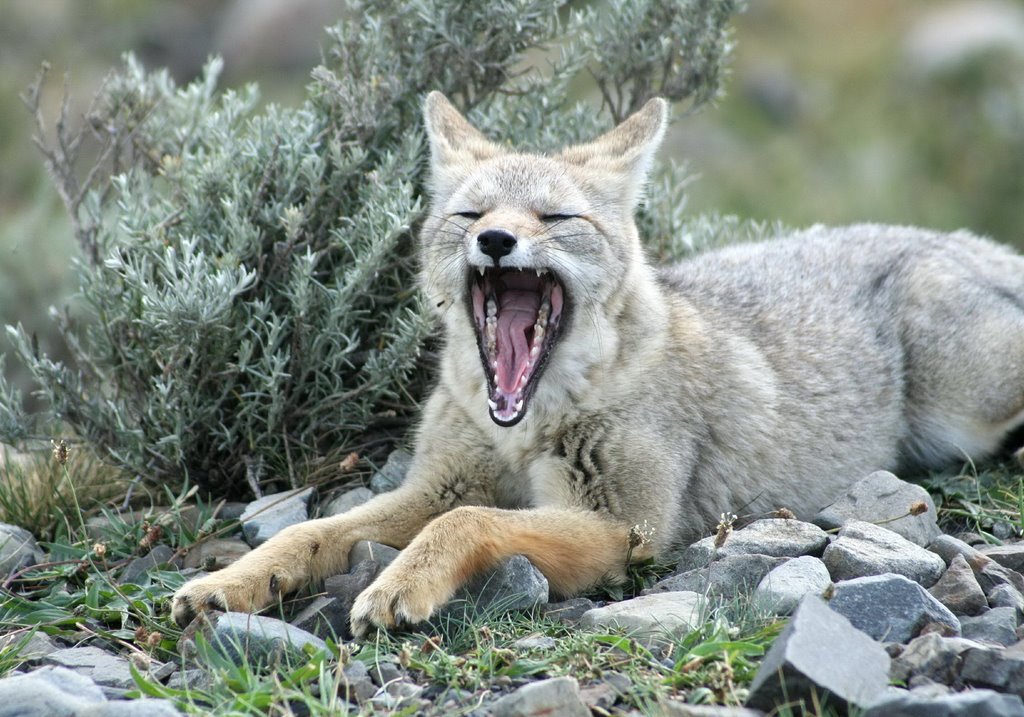 Torres del Paine, Fox / Róka by Száller Zoltán