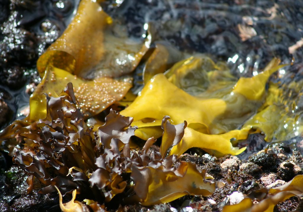 Punta Santa Ana, Algae / Alga by Száller Zoltán