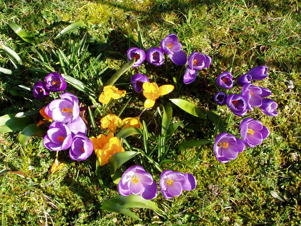 Krokus, endlich Frühling by Ellen Haider