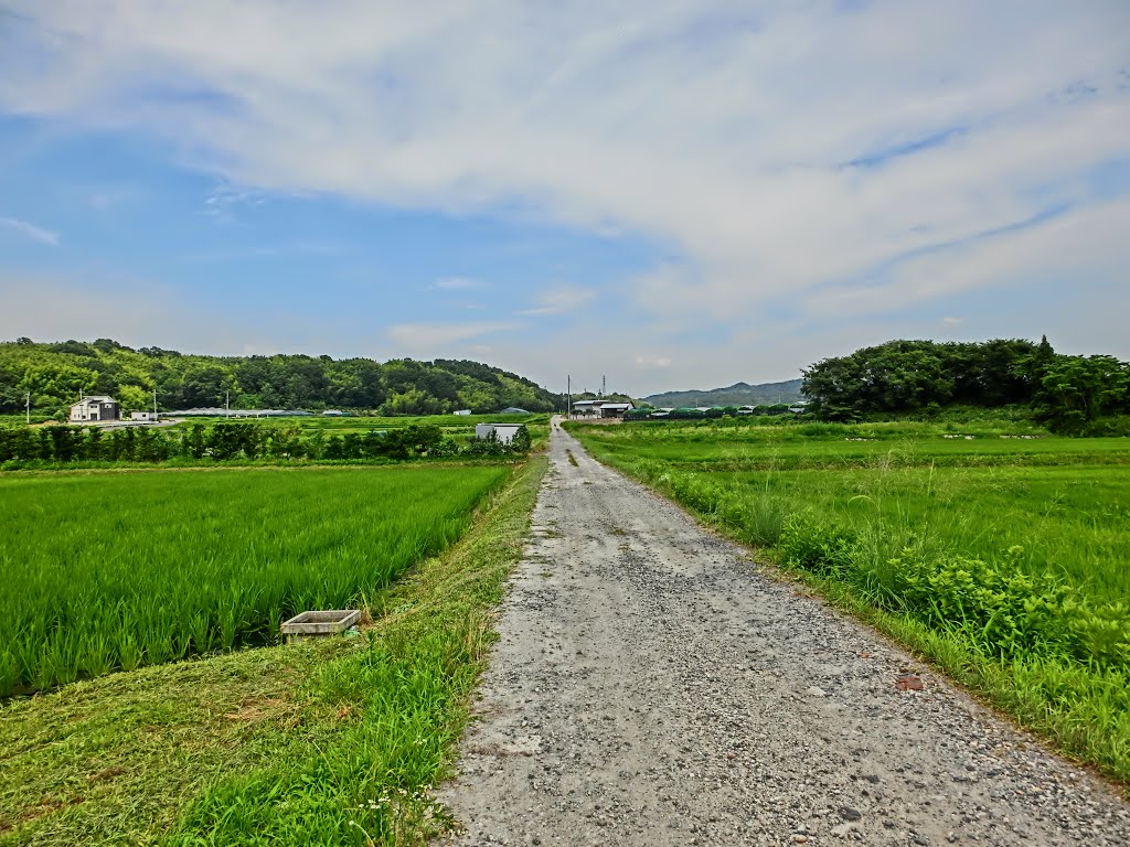 上狛　田んぼの風景 by rokuzaemon(^(')^)