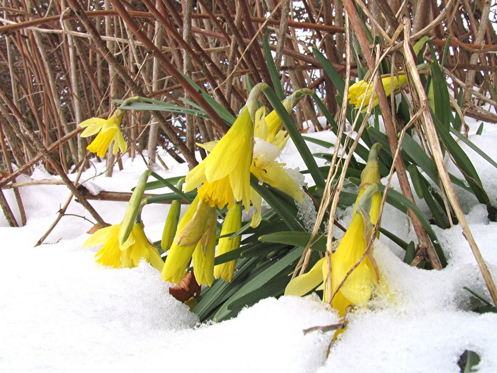 Daffodils in winter by Jan Pereboom