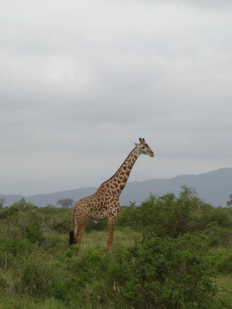 Giraffe Tsavo Ost by ortwin.liedtke