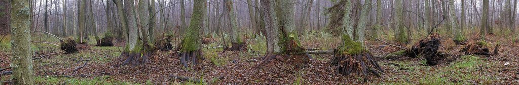 Swamp alder wood, Wigry National Park, 2005-11-13 by Maciej Romanski