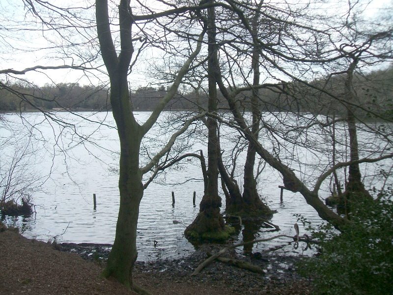 Blackroot Pool Sutton Park by dave marsh