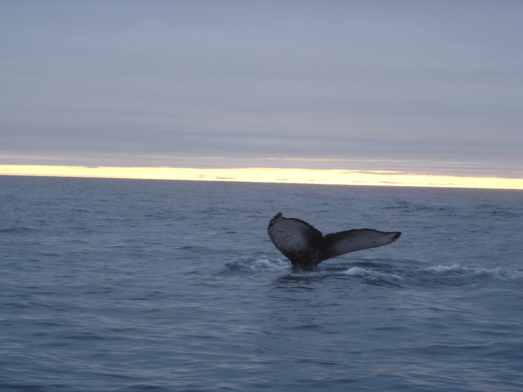 balene a Husavik by lu20