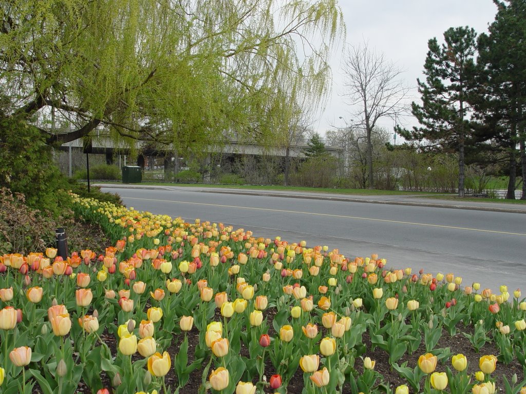 Tulip festival 2004, Ottawa, ON by Muraly Bala