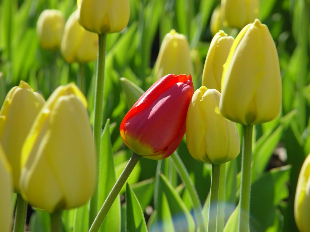 Tulip festival 2004, Ottawa, ON by Muraly Bala