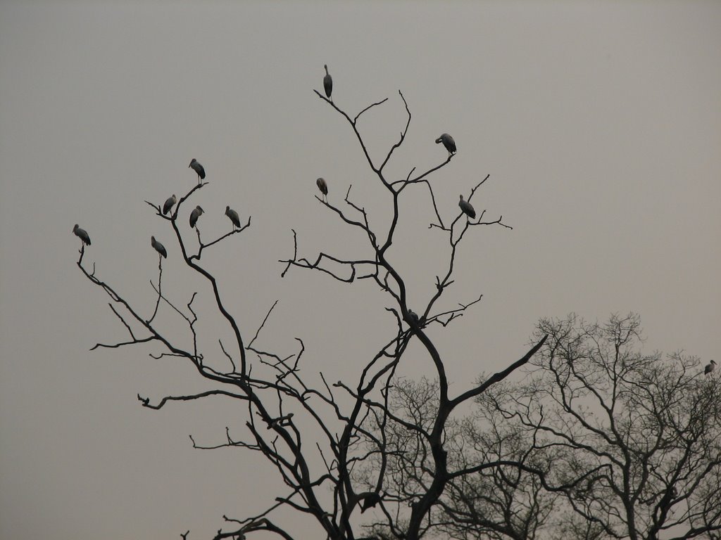 Kaziranga national forest Assam-India by gupta_a09