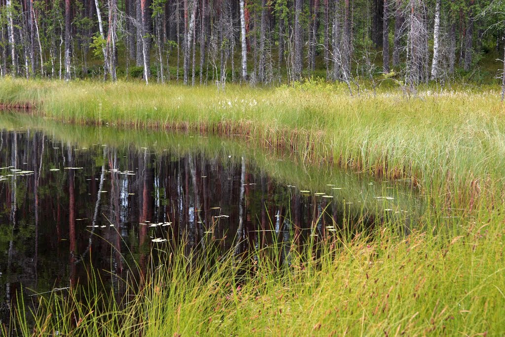 Aitalampi, Lieksa, Finland. + Video. by Ilkka T. Korhonen