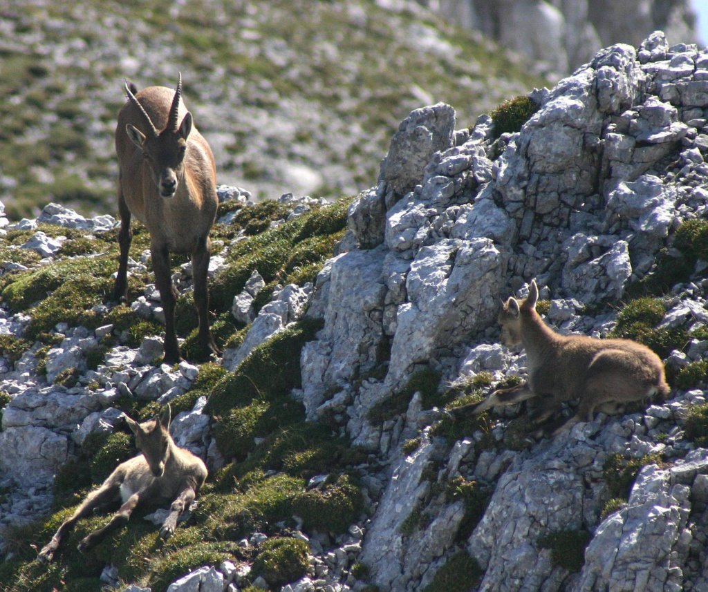 Steinbock - Geiß mit Kitzen by N@turfreund