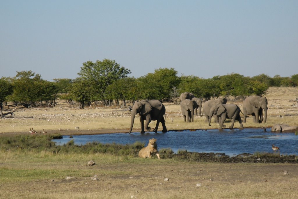 Etosha Nationalpark by nerosbilder