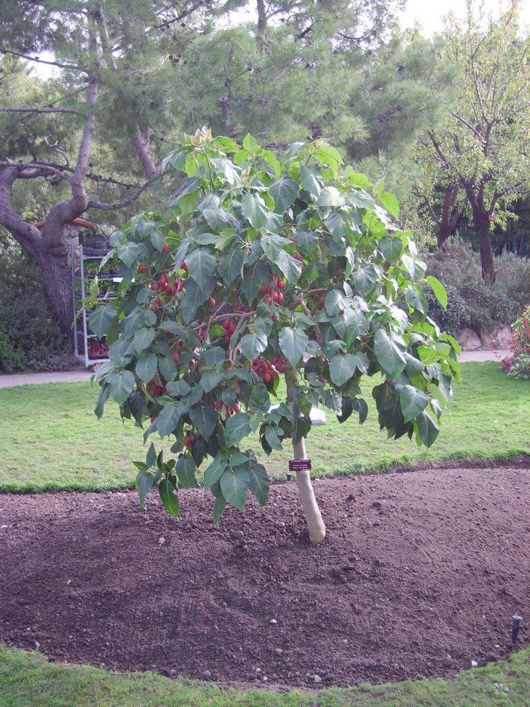 Nice _ Parc Phoenix - un bel arbre - Nice _ Park Phoenix - a beautiful tree by Audrey.M