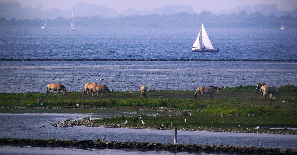 Wild horses in Grevelingen by Feika